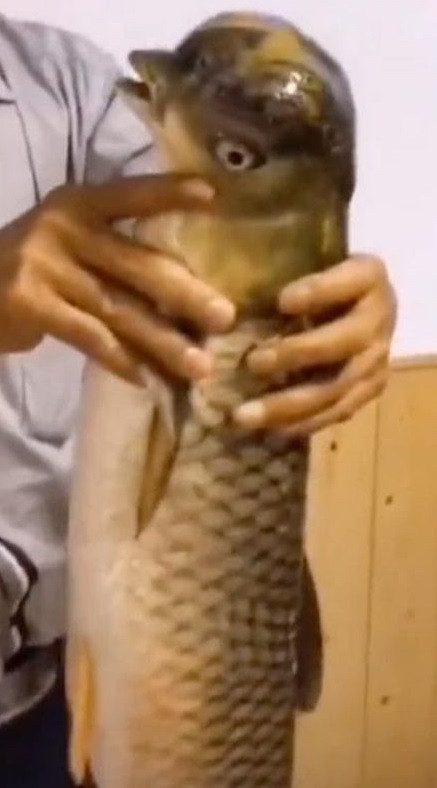 Một số người cho rằng con cá này có thể là "sản phẩm lai" giữa cá chép với cá heo.