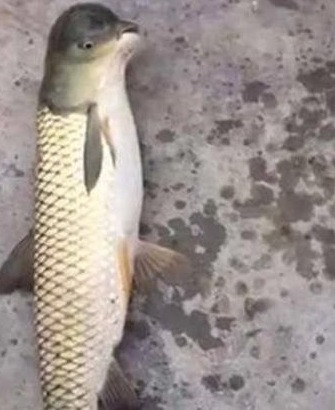 Trước sự xuất hiện của con cá chép có phần đầu đặc biệt như vậy, một số chuyên gia đã bắt tay vào tìm hiểu nhằm giải mã thắc mắc của công chúng.