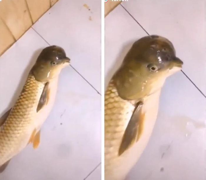 Thậm chí, một vài ý kiến nhận xét phần đầu của con cá khá giống chim bồ câu hoặc chim cánh cụt.