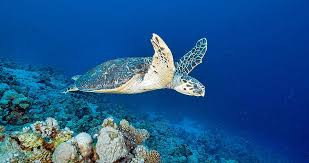 Kế đến, cơ quan chuyên môn và các chuyên gia tiến hành kiểm tra sức khỏe, cấp cứu nếu cá thể rùa bị thương. Sau khi khỏe mạnh trở lại, rùa xanh được thả về tự nhiên.