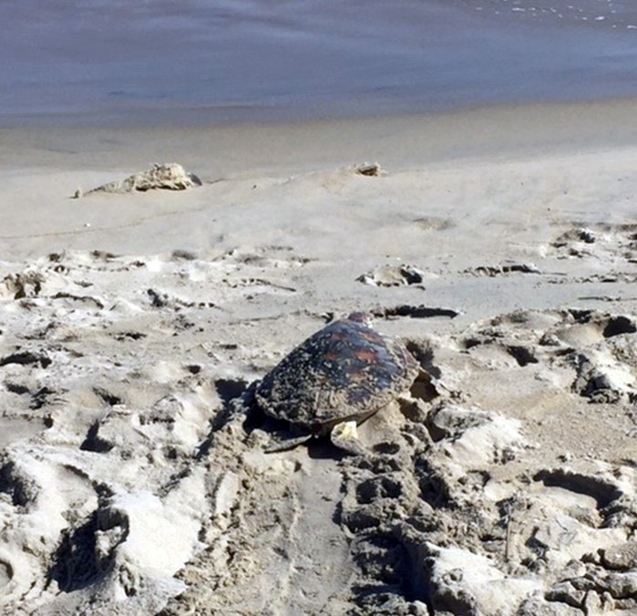 Trước đó, ngày 23/3, Vườn quốc gia Núi Chúa tiếp nhận một cá thể rùa xanh nặng 90 kg từ một du khách có tên Lâm Nữ Liên Minh đến từ Thành phố Hồ Chí Minh. Cá thể rùa biển này có nguồn gốc từ đảo Bình Hưng, tỉnh Khánh Hòa.