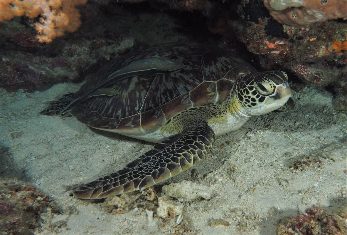 Suốt những năm qua, một số cá thể rùa xanh mắc lưới của ngư dân Việt Nam và đã được bàn giao cho cơ quan chức năng.