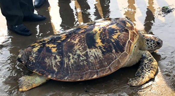 Sau đó, ngư dân giao con rùa biển trên cho chị Minh để chuyển cho Vườn quốc gia Núi Chúa cứu hộ. Sau khi tiếp nhận, các chuyên gia tại Vườn quốc gia Núi Chúa tiến hành kiểm tra, đánh giá sức khỏe tổng quát của cá thể rùa xanh.