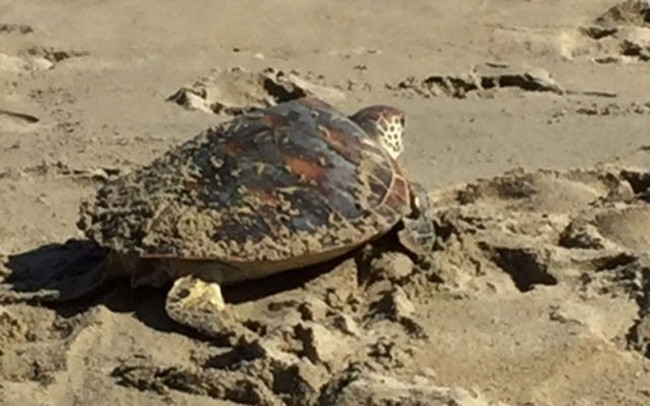 Theo thông tin được công bố, cá thể rùa xanh quý hiếm trên mắc vào lưới của một ngư dân. Ban đầu, ngư dân có ý định mang rùa về thịt. May mắn là nhờ sự tuyên truyền, vận động kịp thời của du khách Lâm Nữ Liên Minh, ngư dân từ bỏ ý định trên.
