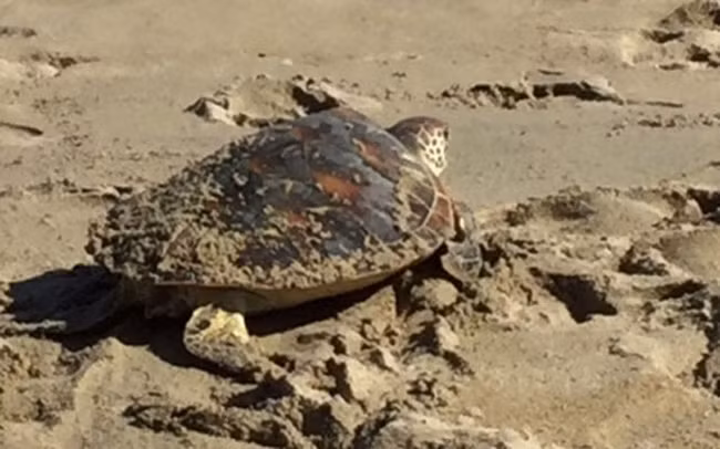 Theo thông tin được công bố, cá thể rùa xanh quý hiếm trên mắc vào lưới của một ngư dân. Ban đầu, ngư dân có ý định mang rùa về thịt. May mắn là nhờ sự tuyên truyền, vận động kịp thời của du khách Lâm Nữ Liên Minh, ngư dân từ bỏ ý định trên.