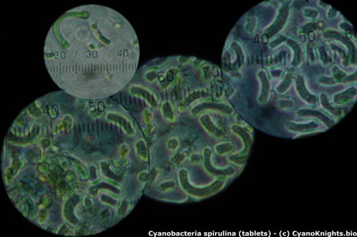 Cụ thể, nghiên cứu của NASA chỉ ra vi khuẩn lam (còn gọi là tảo lam, tảo lục lam và có tên khoa học là cyanobacterium) có thể phát triển thuận lợi trong điều kiện khí quyển của Sao Hỏa.