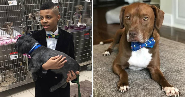 Cậu bé 12 tuổi này đã làm những chiếc nơ cho các chú chó vô chủ để chúng trông đáng yêu hơn và sẽ sớm được nhận nuôi.