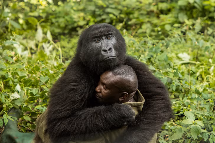 Người quản lý Vườn quốc gia Congo đang ôm một chú gorilla.