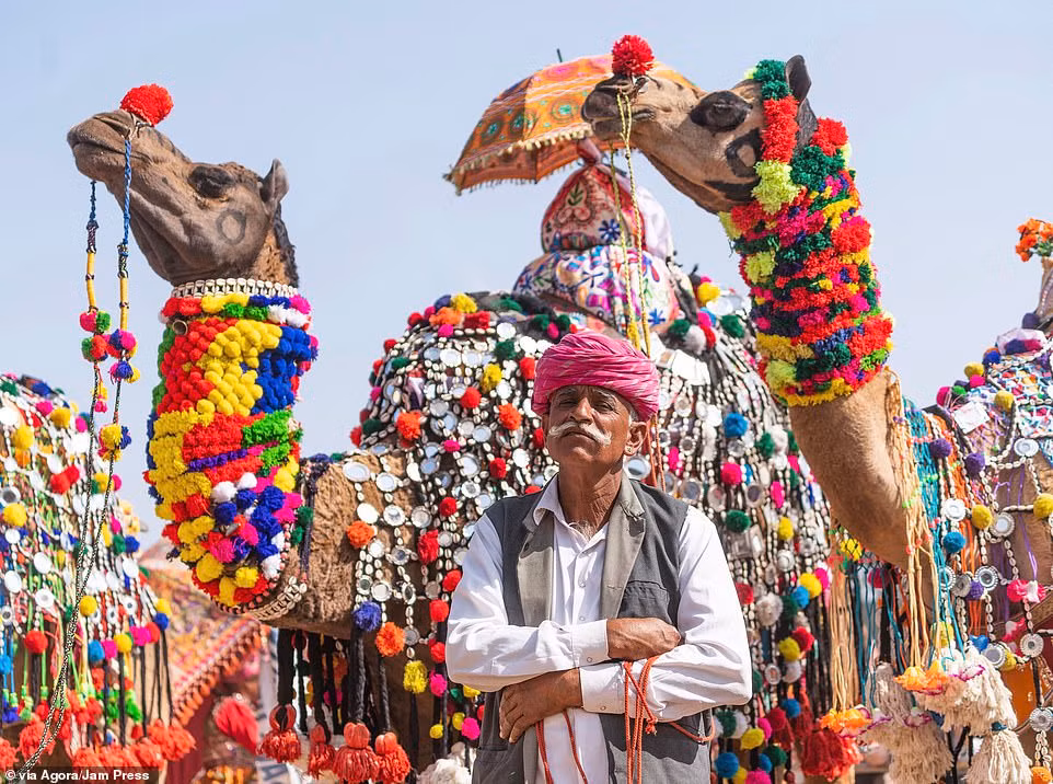 Carles Alonso đến từ Tây Ban Nha đã chụp ảnh về cuộc thi sắc đẹp dành cho lạc đà ở Ấn Độ.