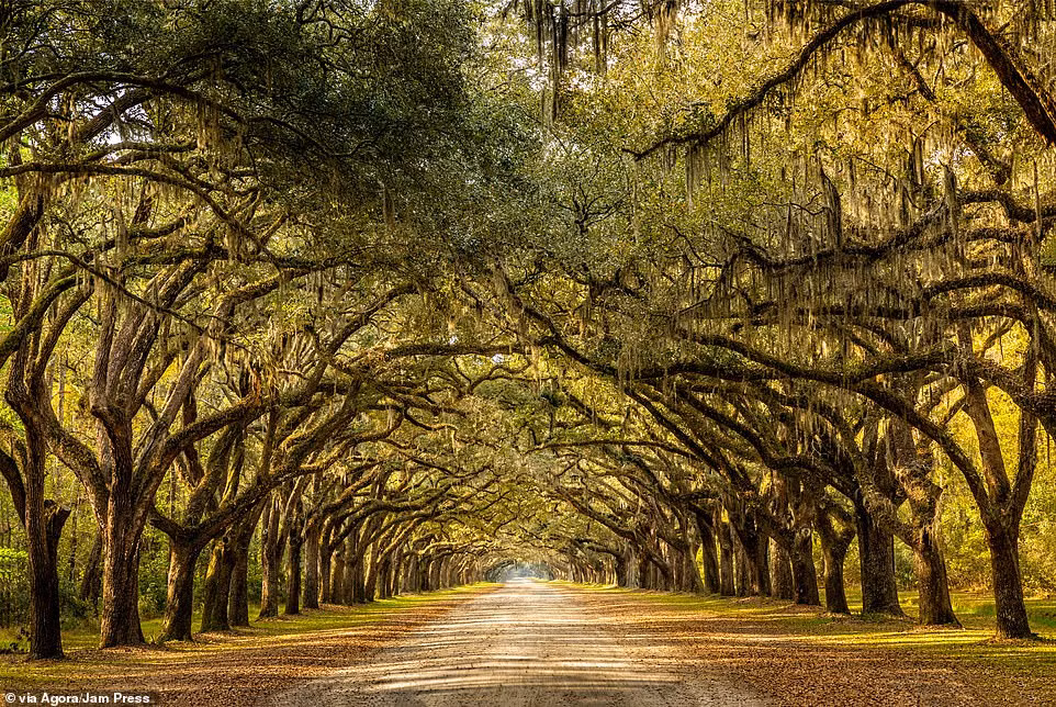 Martina Birnbaum đã đặt tên cho bức ảnh này là "Giống như một câu chuyện cổ tích". Nó được chụp ở Nam Carolina, Mỹ.
