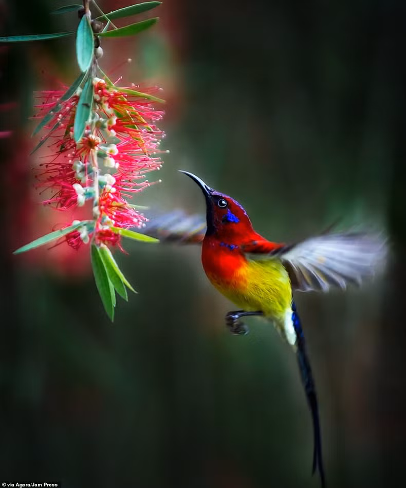 Theo Daily Mail, với tác phẩm này, nhiếp ảnh gia Le Van Vinh đến từ Việt Nam đã giành giải thưởng cao nhất trị giá 1.000 USD trong cuộc thi AGORA Images Beauty 2019. Bức ảnh chụp một con chim hút mật bụng vàng đang bay lại gần một bông hoa ở Việt Nam. (Nguồn ảnh: Daily Mail)