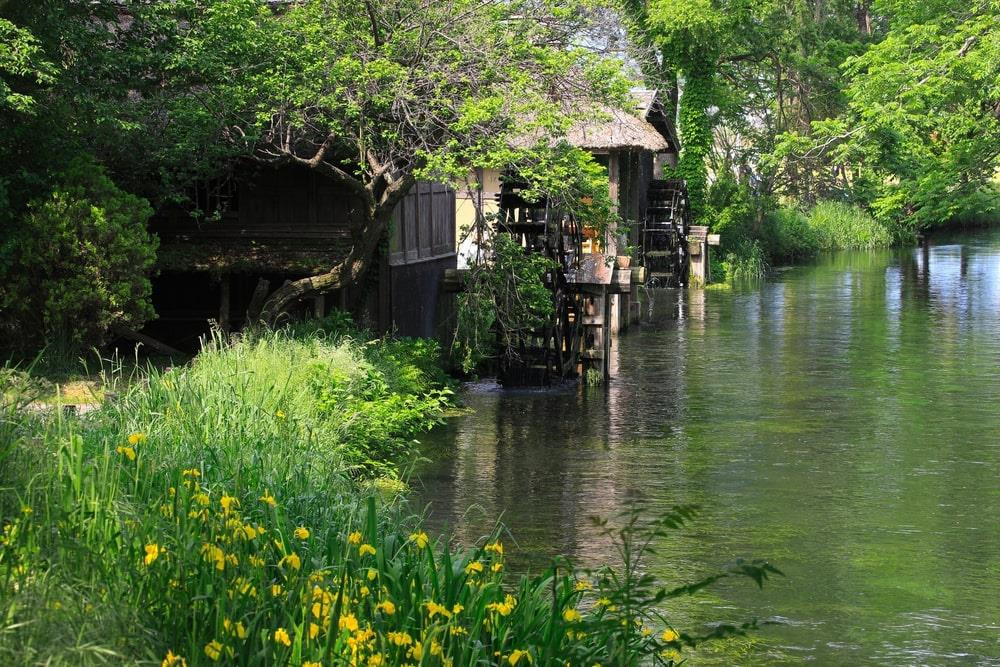 Trang trại wasabi lớn nhất Nhật Bản này sản xuất 130 tấn/năm, bằng 1/10 tổng sản lượng cả nước. Nguồn nước của các dòng sông lấy từ tuyết tan ở phía bắc dãy núi Alps. Do đó, nhiệt độ nước giữ ở mức 13 độ C quanh năm. Trong điều kiện nguyên sơ như vậy, wasabi mới có thể sinh trưởng tốt nhất. Ảnh: Mokokomo.