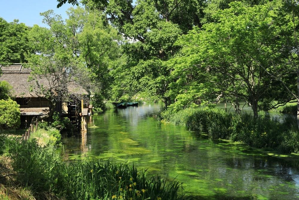 Wasabi là loài cây phát triển trong điều kiện đặc biệt. Chúng cần lượng lớn nước sạch và nhiệt độ không đổi. Bởi vậy, vùng đất sở hữu nhiều cánh đồng lớn được thiết kế tỉ mỉ với hệ thống sông suối nhỏ nhằm duy trì và cung cấp nước liên tục. Ảnh: Hossy8864.