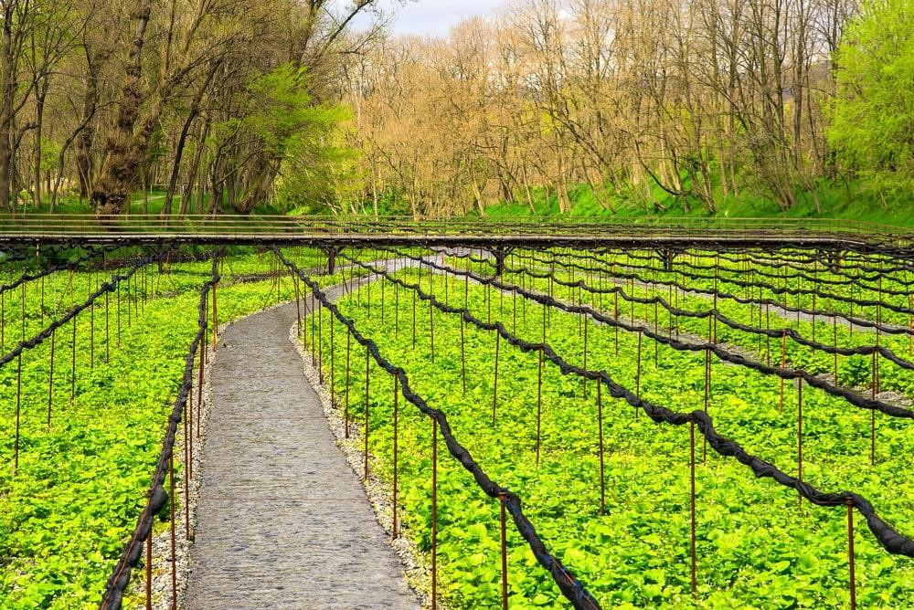 Cách Tokyo 3 giờ lái xe hoặc 2 tiếng rưỡi đi tàu từ Nagoya, bạn sẽ đặt chân tới vùng đất mê hoặc này. Trang trại Daio nằm ở tỉnh Nagano, một trong những nơi có điều kiện tốt nhất trên thế giới để trồng wasabi. Nơi đây trải rộng trên diện tích khoảng 155.000 m2, bao phủ bởi những cánh đồng và rừng cây xanh mướt. Ảnh: Karunpon.