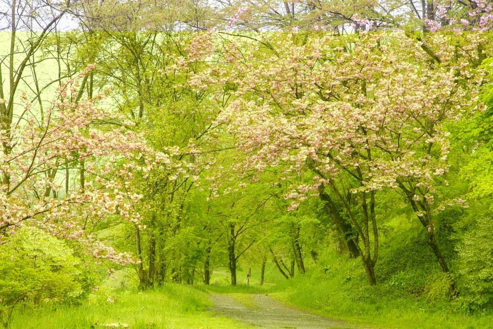 Bên cạnh đó, nông trại Daio Wasabi có một lớp học nấu ăn. Bạn có thể trải nghiệm nấu những món ăn sử dụng nguyên liệu wasabi với giá khoảng 9,5 USD. Ngoài ra, những sản phẩm được làm từ wasabi nguyên chất cũng là gợi ý hấp dẫn để mua về làm quà tặng với mức giá ưu đãi. Ảnh: PhotoNN.