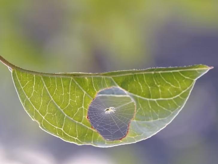 Chú nhện này giăng tơ ngay trên lỗ hổng của một chiếc lá.
