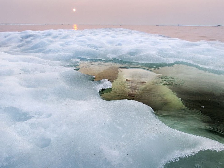 Một chú gấu Bắc cực đang nhìn lên từ dưới lớp băng đang tan chảy.