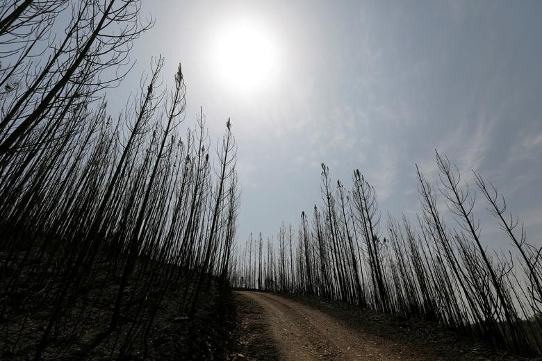 Tính đến thời điểm hiện tại, 33 người bị thương, trong đó có một trường hợp nguy kịch, do cháy rừng. Nhiều ngôi nhà cũng đã bị "bà hỏa" thiêu rụi.