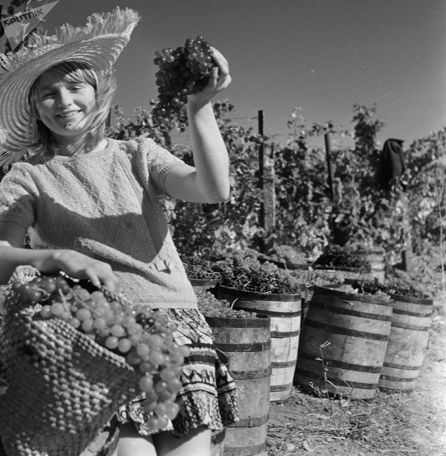 Mọi người thu hoạch nho tại nông trại tập thể Gurzuf ở Crimea năm 1969.