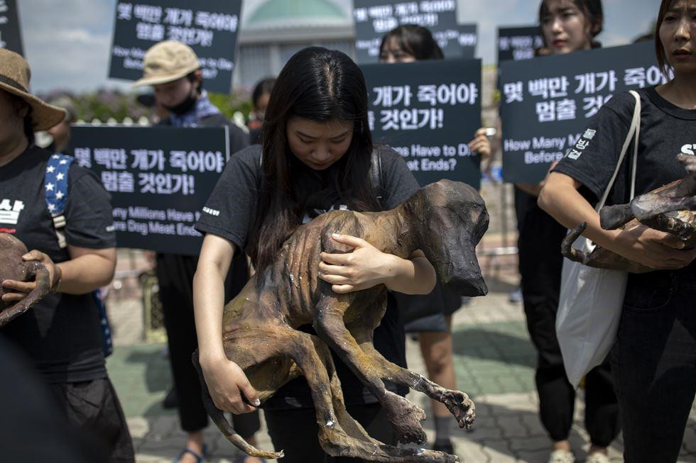 Theo khảo sát năm 2018, được 2 nhóm tổ chức cuộc biểu tình phản đối thịt chó là Làn sóng Giải phóng Động vật (ALW) và Cơ hội Cuối cùng cho Động vật (LCA) cung cấp, có 46% người Hàn Quốc ủng hộ cấm tiêu thụ thịt chó, trong khi 18,5% phản đối lệnh cấm. Ảnh: Korea Times.