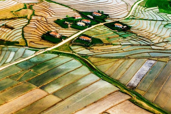 Cánh đồng lúa ở Triều Tiên đẹp như một bức tranh. Ảnh: I.T