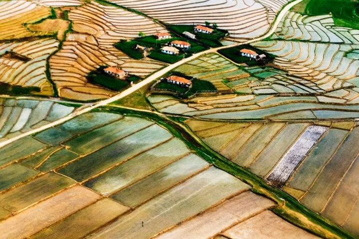 Cánh đồng lúa ở Triều Tiên đẹp như một bức tranh. Ảnh: I.T