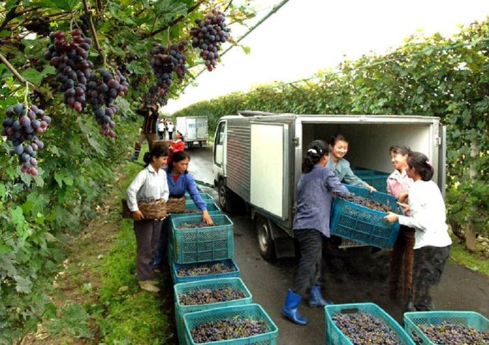 "Một trong những điều gây ấn tượng mạnh nhất mà tôi nhìn thấy ở vùng nông thôn - đang là mùa xuân, họ đang trồng trọt - là không hề có máy móc gì. Họ dùng bò để kéo cày, và có cả đàn ông lẫn đàn bà làm việc ngoài đồng. "Mọi thứ rất quy củ, từng chút rác bẩn đều được dọn sạch bằng cào, bằng cuốc, xẻng, và họ trồng cây ra đến tận rìa đường, trên bờ sông, họ tận dụng từng chút đất, bởi đa phần ở đây là núi" - ông Beasley nói. Ảnh: Công nhân nông trường thu hoạch nho ở Sariwon. Ảnh FBNK.