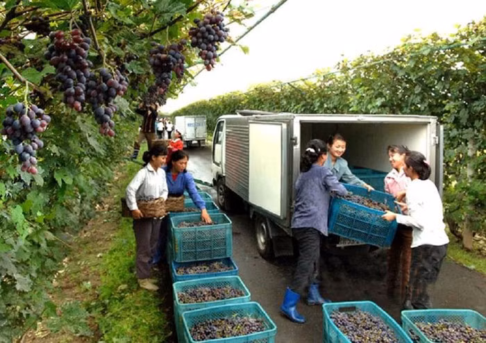 "Một trong những điều gây ấn tượng mạnh nhất mà tôi nhìn thấy ở vùng nông thôn - đang là mùa xuân, họ đang trồng trọt - là không hề có máy móc gì. Họ dùng bò để kéo cày, và có cả đàn ông lẫn đàn bà làm việc ngoài đồng. "Mọi thứ rất quy củ, từng chút rác bẩn đều được dọn sạch bằng cào, bằng cuốc, xẻng, và họ trồng cây ra đến tận rìa đường, trên bờ sông, họ tận dụng từng chút đất, bởi đa phần ở đây là núi" - ông Beasley nói. Ảnh: Công nhân nông trường thu hoạch nho ở Sariwon. Ảnh FBNK.