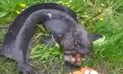 Bat duoc ca “quai vat” hung du, thich can nguoi