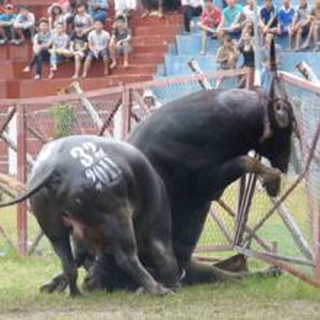 Đây không phải lần đầu trong các lễ hội chọi trâu xảy ra những tai nạn đáng tiếc, gây hậu quả nghiêm trọng. Tại lễ hội chọi trâu Đồ Sơn năm 2011, trâu số 24 của ông Đinh Đình Xuân, phường Ngọc Hải, quận Đồ Sơn, thành phố Hải Phòng đã vùng tuột sừng khỏi tay chủ nhân, gây thương tích cho 5 người. Ảnh: Tuổi Trẻ.