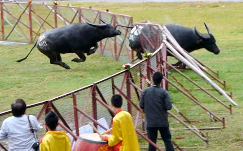 Trong màn rượt đuổi, các trâu chọi đã phá rào, lao ra ngoài và húc nhiều người đến xem lễ hội chọi trâu. Người bị thương nặng nhất là anh Bùi Văn Đông (trú tại xã Đoàn Xá, huyện Kiến Thụy) bị dập bàng quang, rách hậu môn, trên cơ thể còn nhiều vết thương.