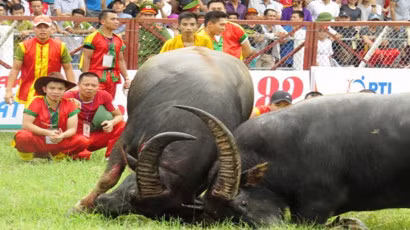 Liên quan đến vụ trâu chọi húc chết chủ ở Đồ Sơn, cục Văn hóa cơ sở đề nghị Sở VHTT Hải Phòng kiểm tra, rà soát công tác tổ chức Lễ hội chọi trâu Đồ Sơn năm 2017, đặc biệt là công tác đảm bảo an ninh, an toàn trong lễ hội. “Trường hợp khi công tác chuẩn bị cho các hoạt động lễ hội chưa đảm bảo an toàn theo quy định, đề nghị báo cáo UBND thành phố Hải Phòng tạm dừng việc tổ chức lễ hội chọi trâu năm 2017”, văn bản nêu rõ. Ảnh minh họa.