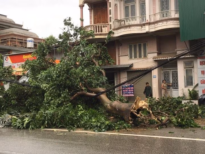 Cây đổ trên đường Hà Huy Tập - TP Vinh. Ảnh: Vietnamnet.