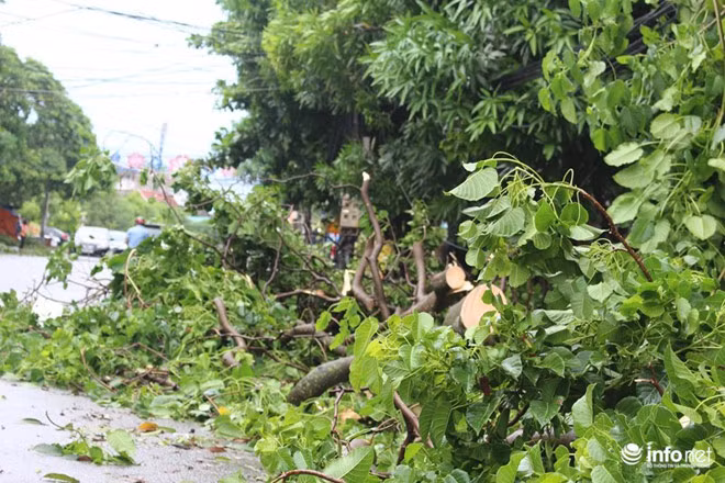 Tại Hà Tĩnh, các con phố như Nguyễn Biểu, Đặng Dung, Phan Đình Phùng tan hoang sau khi bão đi qua. Công nhân đô thị phải nhanh chóng dọn dẹp, cắt xẻ cây cối bị gãy, bật gốc. Ảnh: Infonet.
