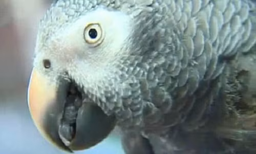 Chu vet cung vach tran toi ac giet chong da man cua nguoi vo