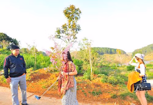 Bà Hiếu bị khiển trách do hành vi bẻ hoa mai anh đào, gây ra phản ứng gay gắt trong xã hội, làm ảnh hưởng đến uy tín cá nhân bà Hiếu, của Sở Tư pháp Bình Thuận và hình ảnh của địa phương.