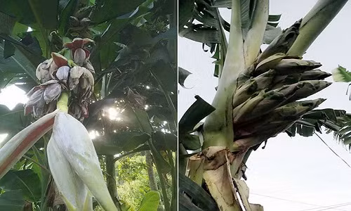 Cay chuoi “la” ra 17 bap, dan do xo den hoi mua ve tho