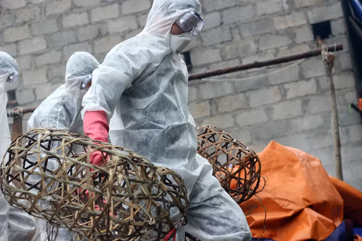 Những chiếc lồng nuôi nhốt gia cầm nhanh chóng được đưa đến khu vực tiêu hủy.