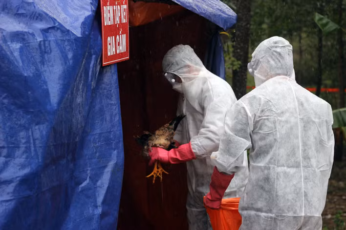 Diễn tập thu gom gia cầm bị bệnh cúm A/H7N9 để đem đi tiêu hủy.