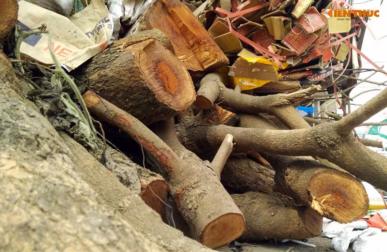 Người dân cho hay, chính quyền xã đã huy động ôtô tải, máy cưa điện đi chặt toàn bộ cây xanh trồng ven đường liên thôn xã Cẩm Yên với lý do là để thông thoáng vỉa hè, lòng đường.