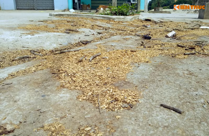Mùn cưa của những cây xanh trong quá trình bị chặt hạ vẫn vương vãi khắp nơi trên đường làng thôn Yên Lỗ (xã Cẩm Yên, Thạch Thất, Hà Nội).