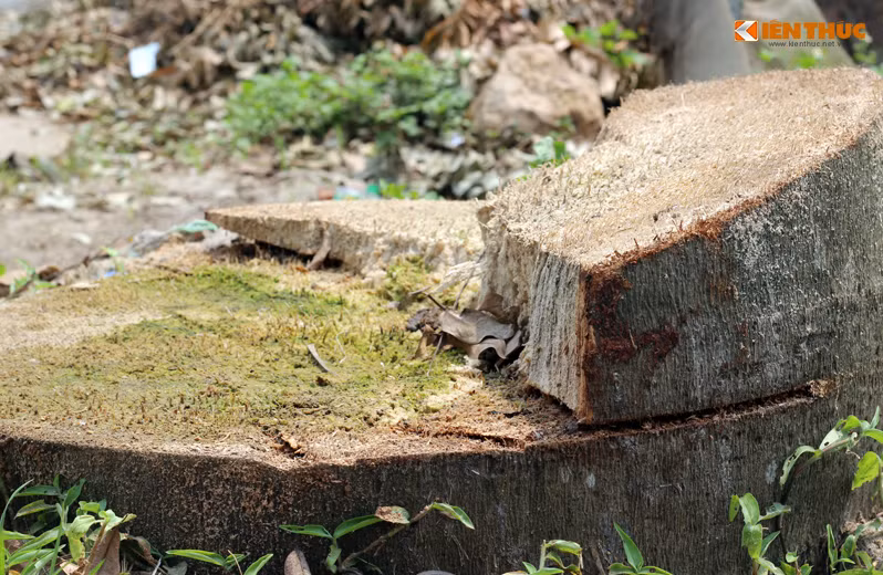 Các cây xanh bị chặt hạ trong chiến dịch dọn vỉa hè ở xã Cẩm Yên trên các đoạn đường dài khoảng 3km, và hầu hết người dân nơi đây không đồng tình với việc chặt hạ cây xanh của các cán bộ chính quyền địa phương. "Có những cây không lấn chiếm vỉa hè, được các hộ trồng trên đất nhà mình vẫn bị cán bộ xã chặt mất. Hơn nữa, mùa hè sắp đến, thời tiết nắng nóng, giờ cây xanh bị chặt hạ hết thì chúng tôi lấy bóng mát ở đâu", ông Nguyễn Khắc Quang (người dân) bức xúc.