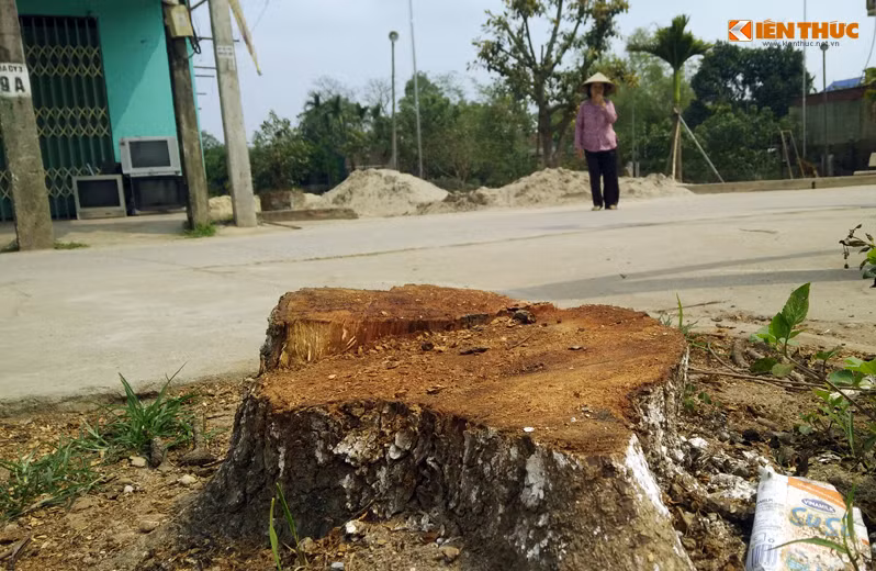 Trong lai hang loat cay xanh bi chat de don via he o Ha Noi