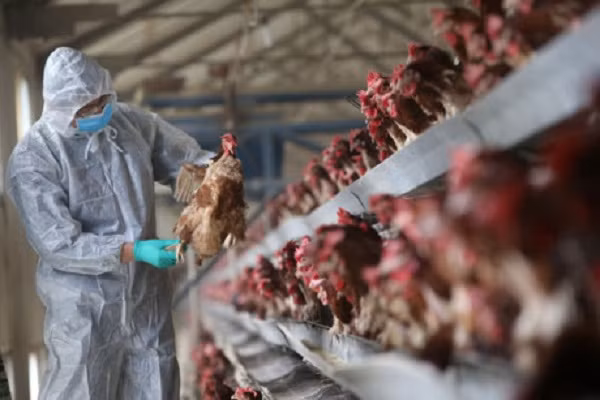 Bo Y te no luc ngan dich cum A/H7N9 tu Trung Quoc vao Viet Nam