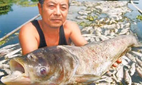 Nhung vu kien moi truong rung dong lich su nhan loai-Hinh-2