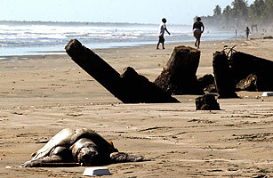 Dong vat chet hang loat: Diem bao ngay tan the?-Hinh-2