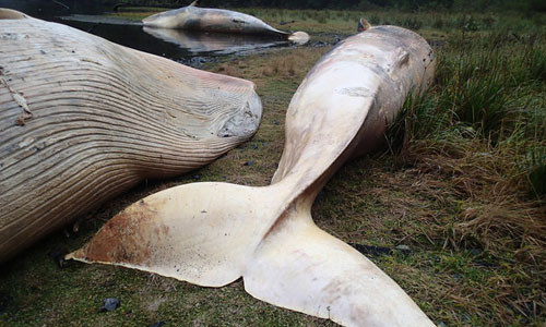 Dong vat chet hang loat: Diem bao ngay tan the?