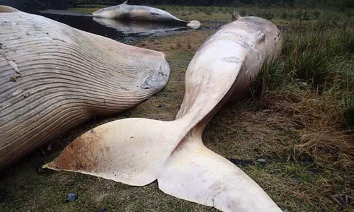 Dong vat chet hang loat: Diem bao ngay tan the?