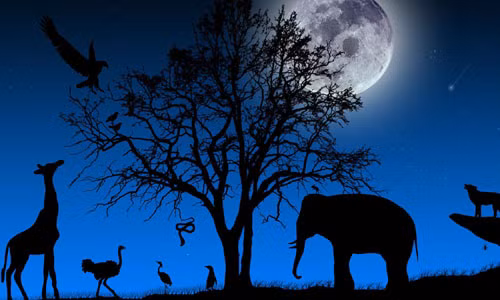 Điều này xảy ra có thể là do chủ các vật nuôi trên đưa thú cưng ra bên ngoài đi dạo nhiều hơn vào những đêm trăng tròn. Trong quá trình đó, những con vật có thể bị thương. Đến nay, mối liên hệ giữa mặt trăng với việc vật nuôi bị thương chưa được làm sáng tỏ.