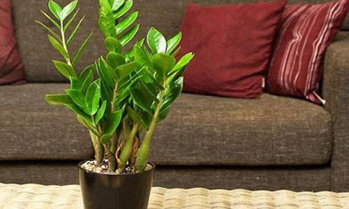 12 con giap nen trong cay gi de thu hut tien tai?